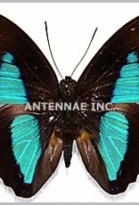 Prepona (Archeoprepona) dexamenes dexamenes M A1 Upper Huallaga Valley, Peru