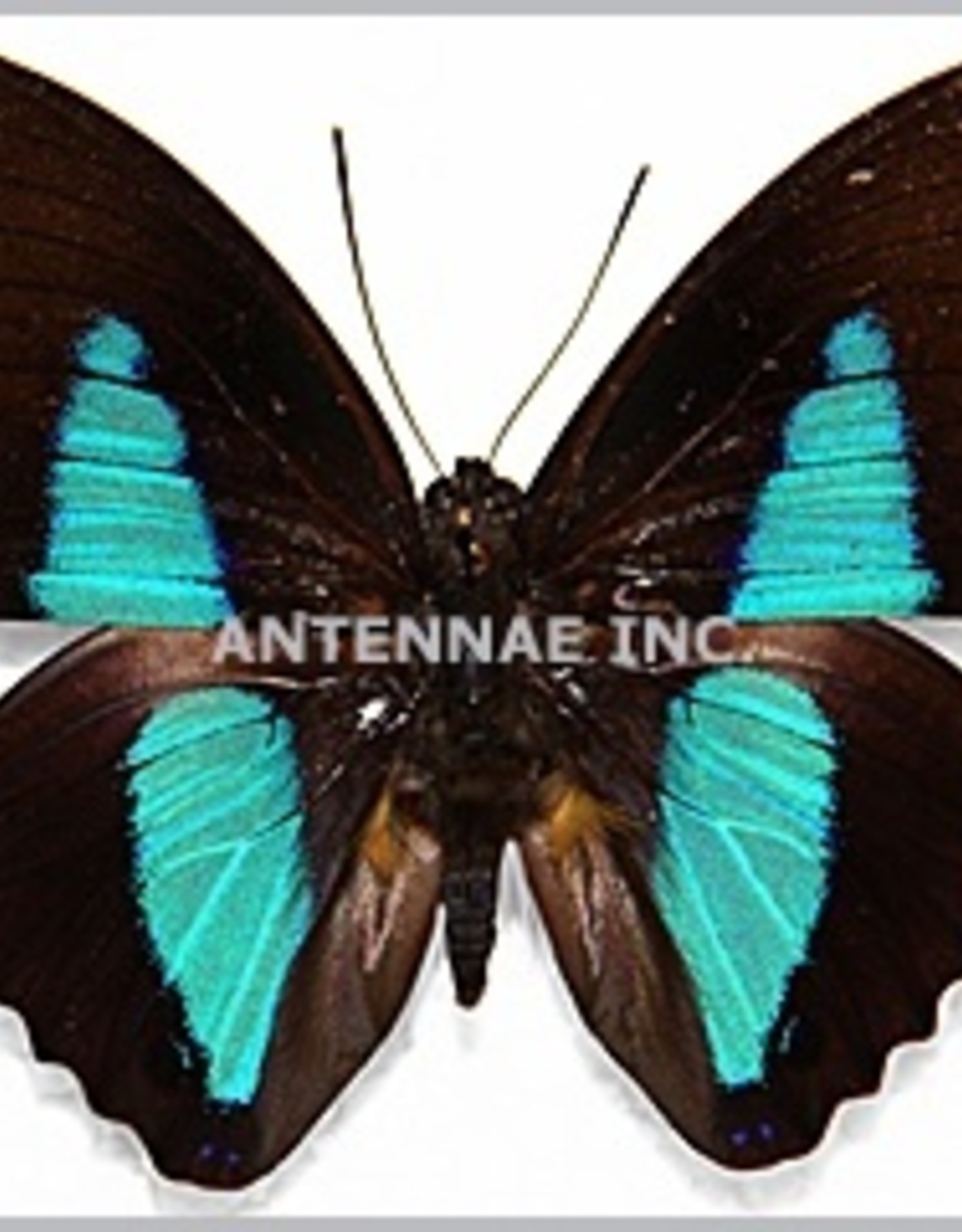 Prepona (Archeoprepona) dexamenes dexamenes M A1 Upper Huallaga Valley, Peru