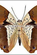 Prepona (Archeoprepona) dexamenes dexamenes M A1 Upper Huallaga Valley, Peru