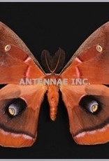 Antherea polyphemus olivacea F A1/A1- EP USA captively bred