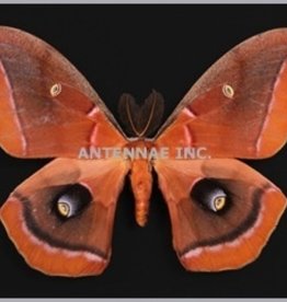 Antherea polyphemus olivacea F A1/A1- EP USA captively bred