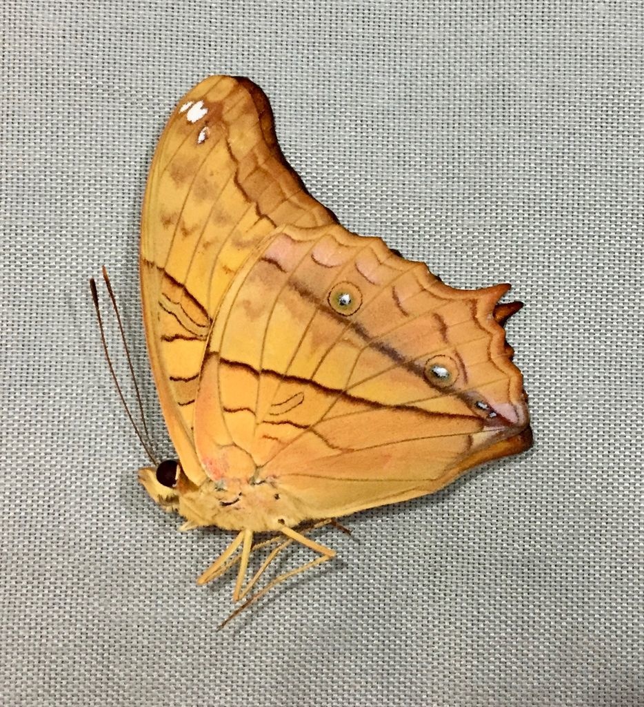 Vindula dejone dejone M A1 Philippines - Butterfly Art Inc.