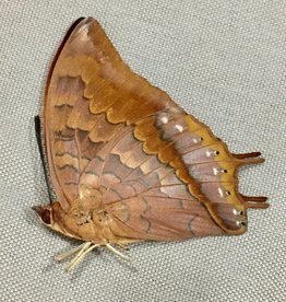 Charaxes amycus myron M A1 Philippines