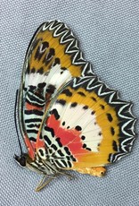 Cethosia hypsea mindanensis PAIR A1 Philippines