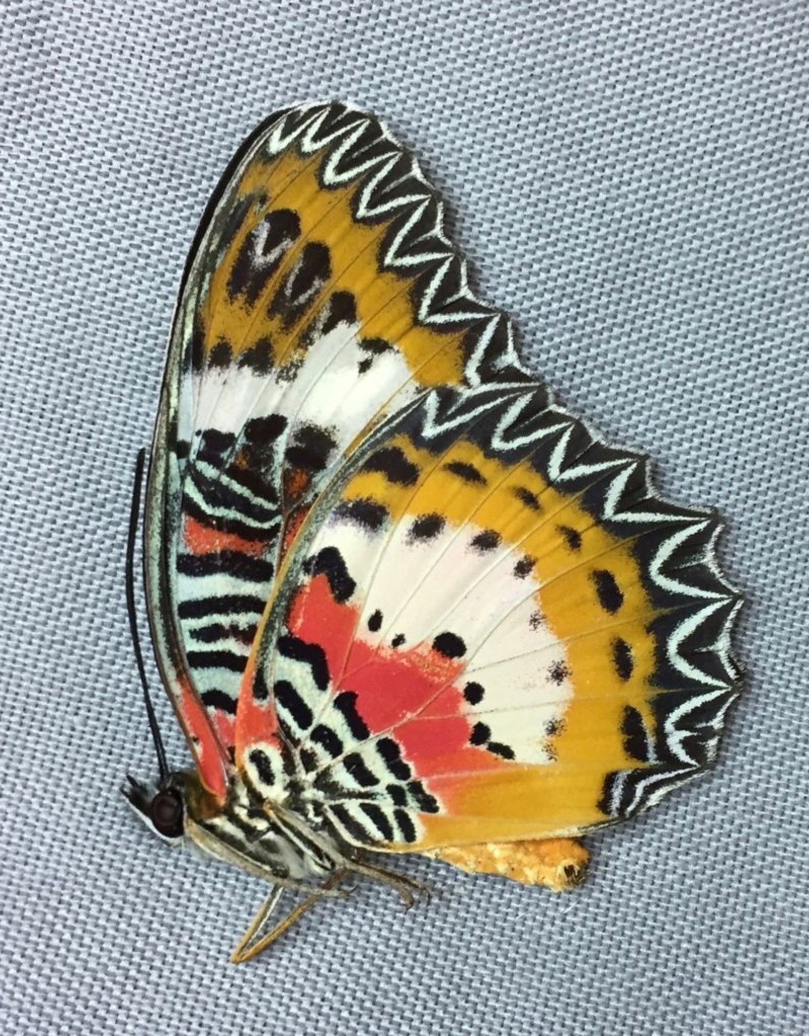 Cethosia hypsea mindanensis PAIR A1 Philippines