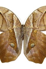 Eryphannis automedon / E. reevesi M A1/A1- Brazil