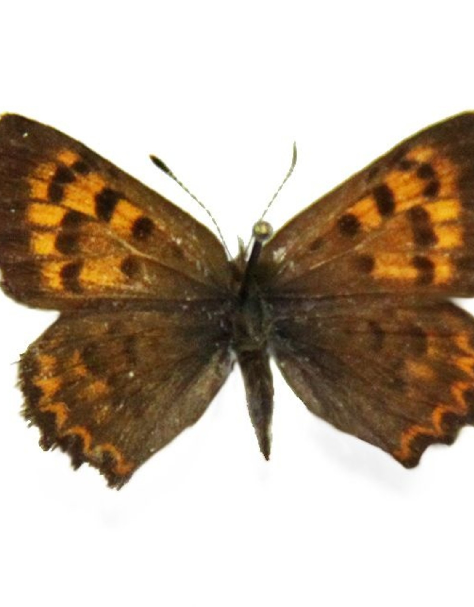 Lycaena mariposa penroseae PAIR A1 Canada