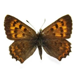 Lycaena mariposa penroseae PAIR A1 Canada