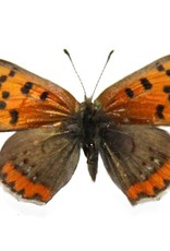 Lycaena phlaeas arethusa M A1 Canada