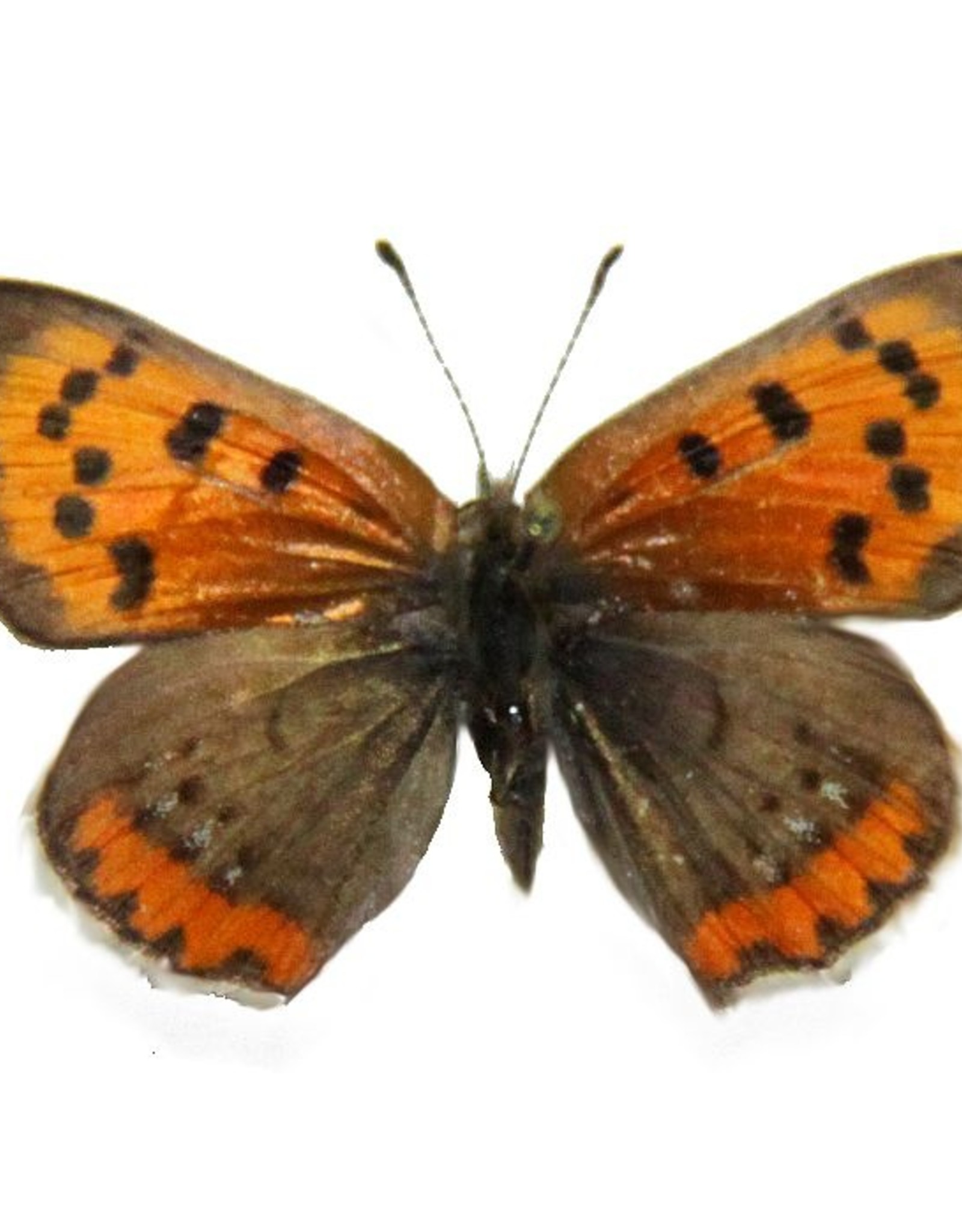 Lycaena phlaeas arethusa M A1 Canada