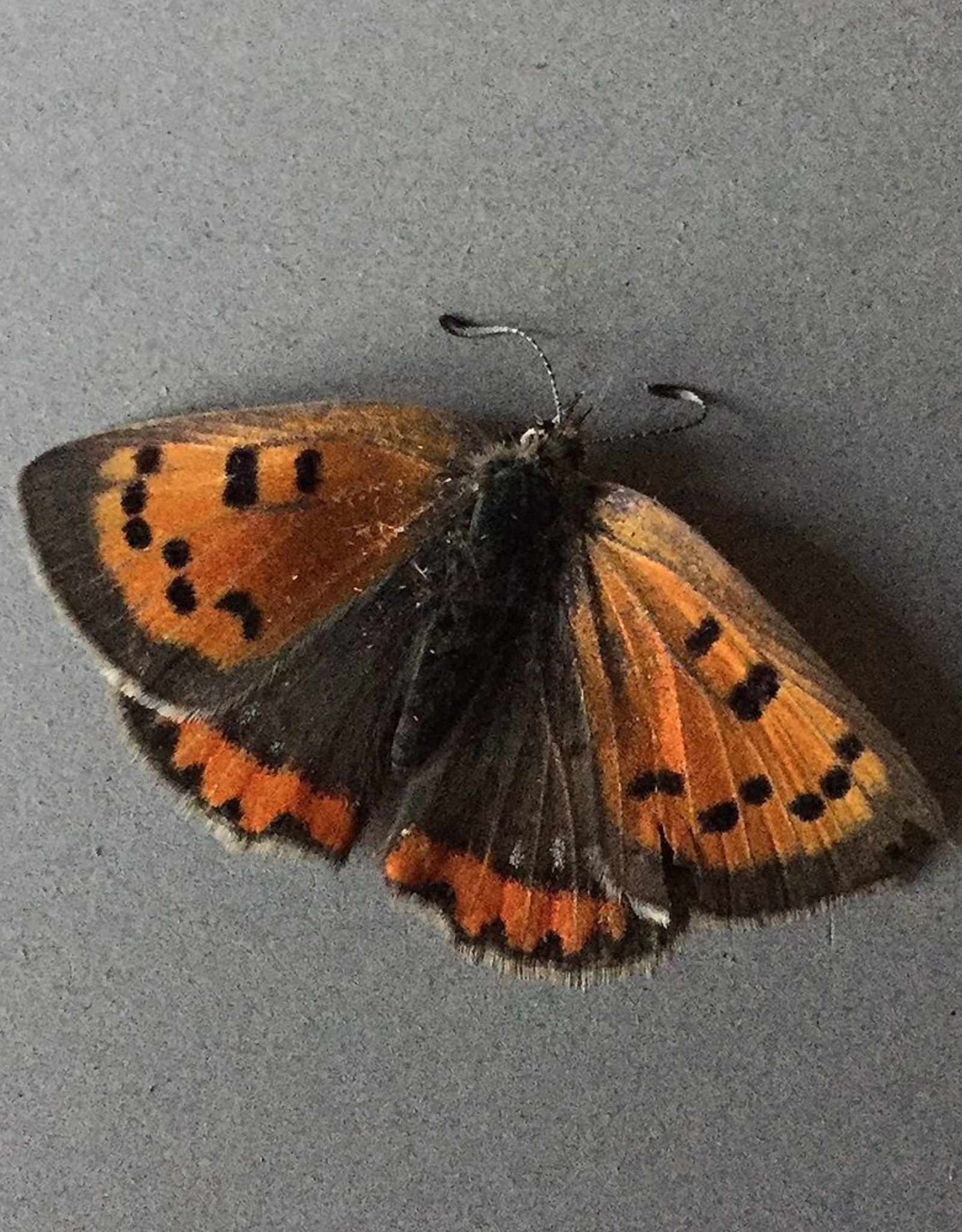 Lycaena phlaeas arethusa F A1 Canada