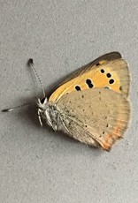 Lycaena phlaeas arethusa PAIR A1 Canada