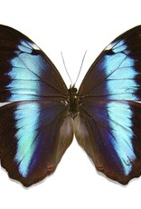 Morpho achilles fagardii (=M. patroclus orestes) M A1 Upper Huallaga Valley, Peru