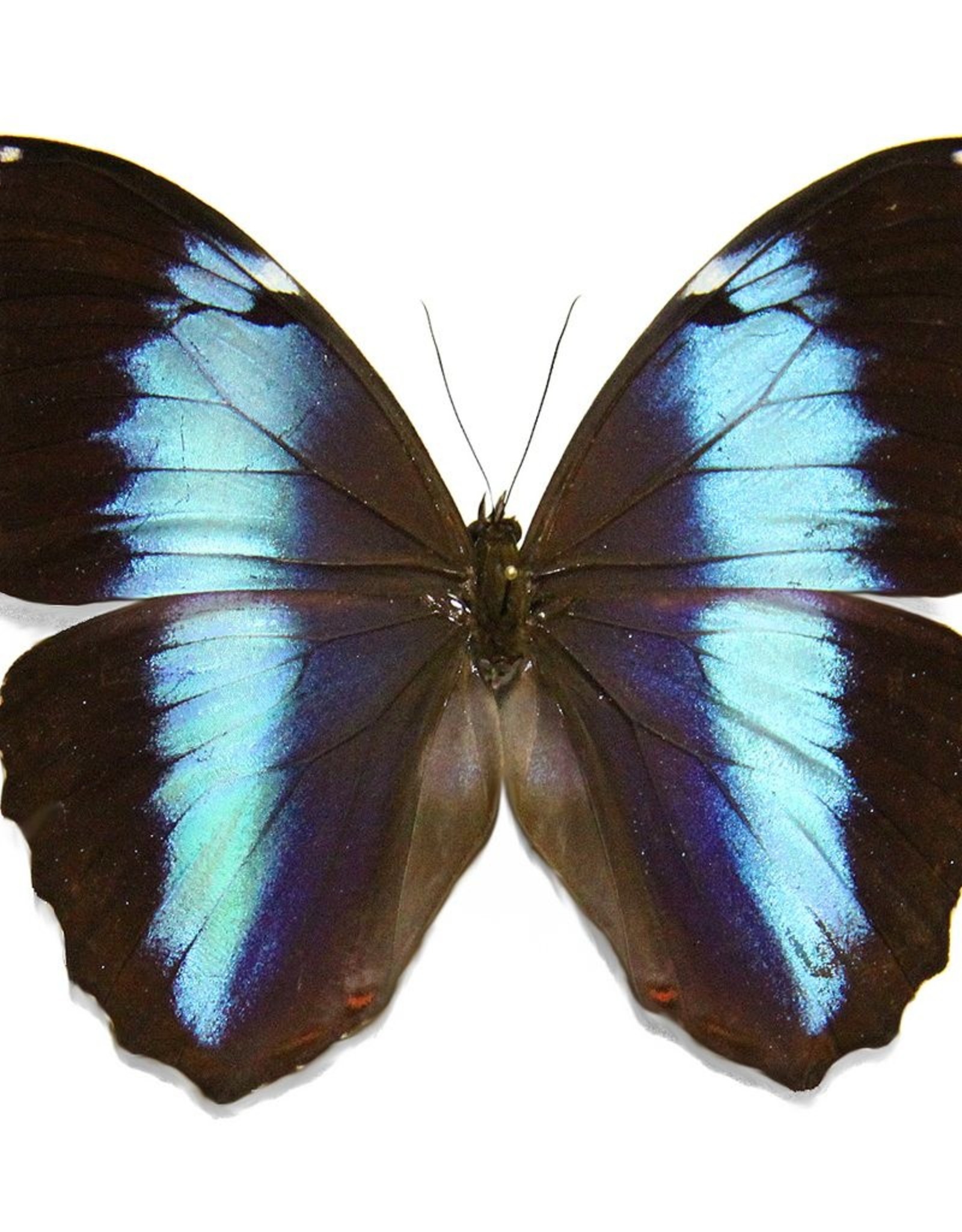 Morpho achilles fagardii (=M. patroclus orestes) M A1 Upper Huallaga Valley, Peru