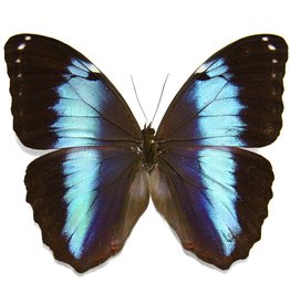 Morpho achilles fagardii (=M. patroclus orestes) M A1 Upper Huallaga Valley, Peru