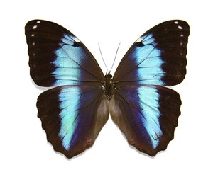 morpho-achilles-fagardii-m-