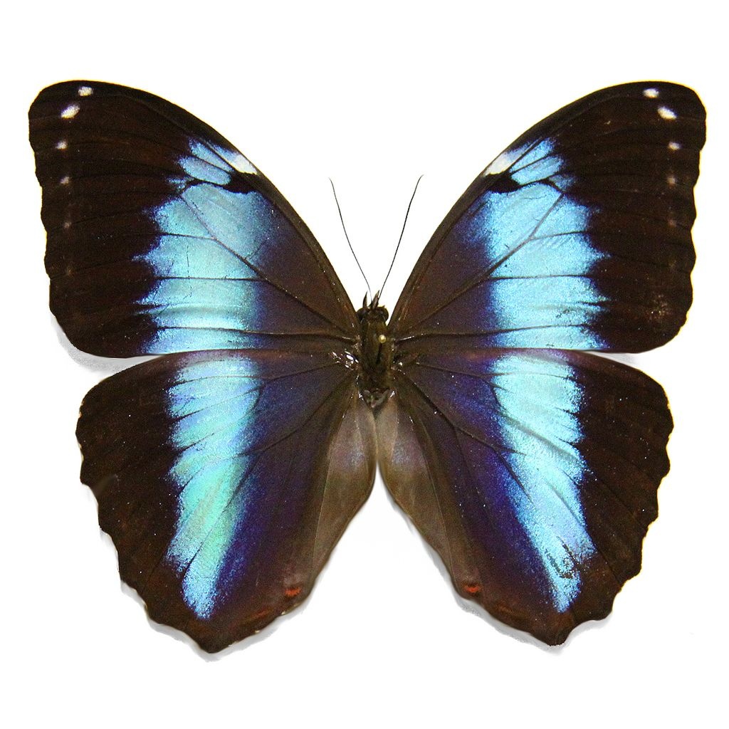 Morpho achilles fagardii (=M. patroclus orestes) M A1 Peru