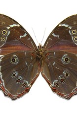 Morpho achilles fagardii (=M. patroclus orestes) M A1 Upper Huallaga Valley, Peru