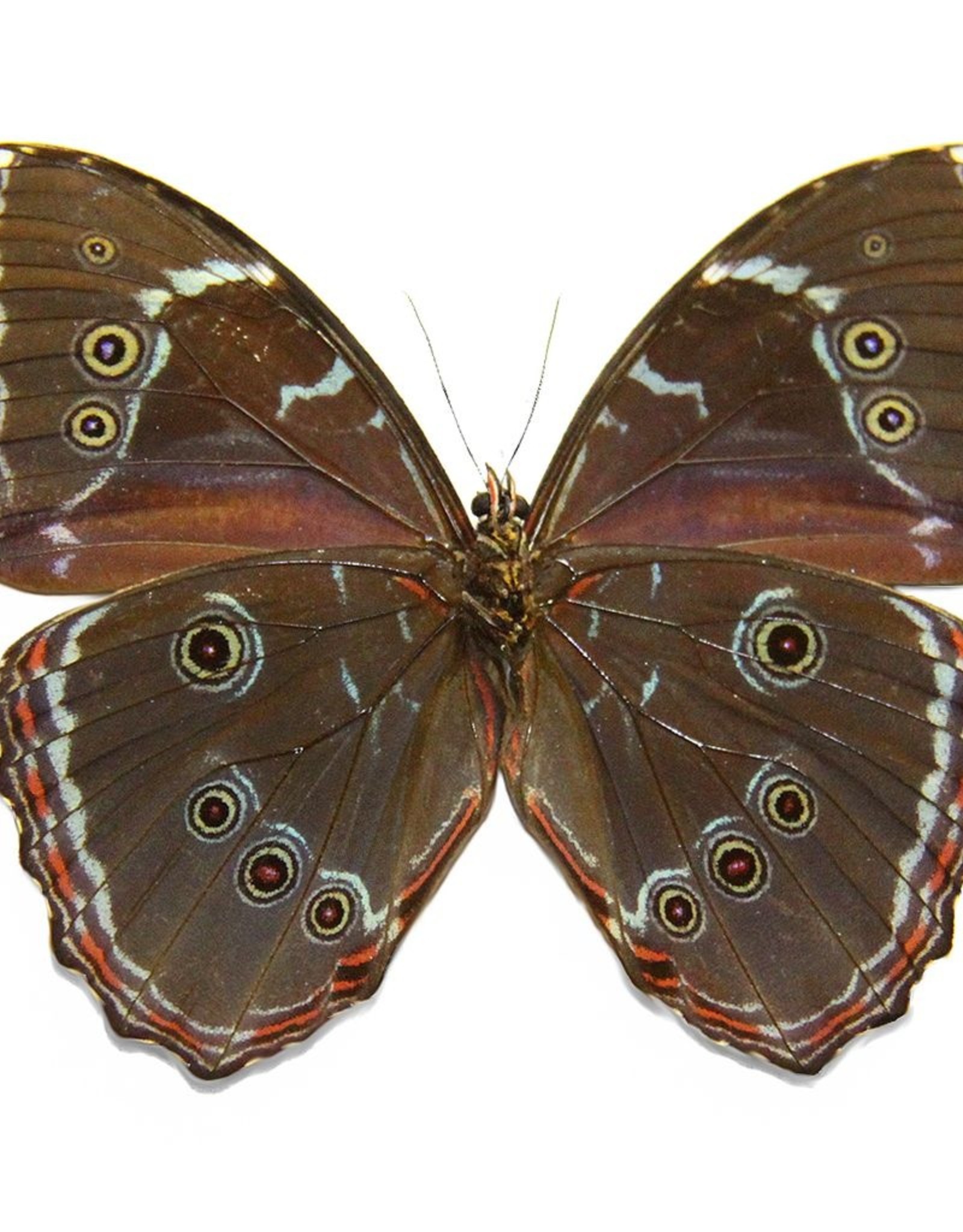 Morpho achilles fagardii (=M. patroclus orestes) M A1 Upper Huallaga Valley, Peru