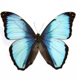 Morpho deidamia f. electra M A1 Bolivia