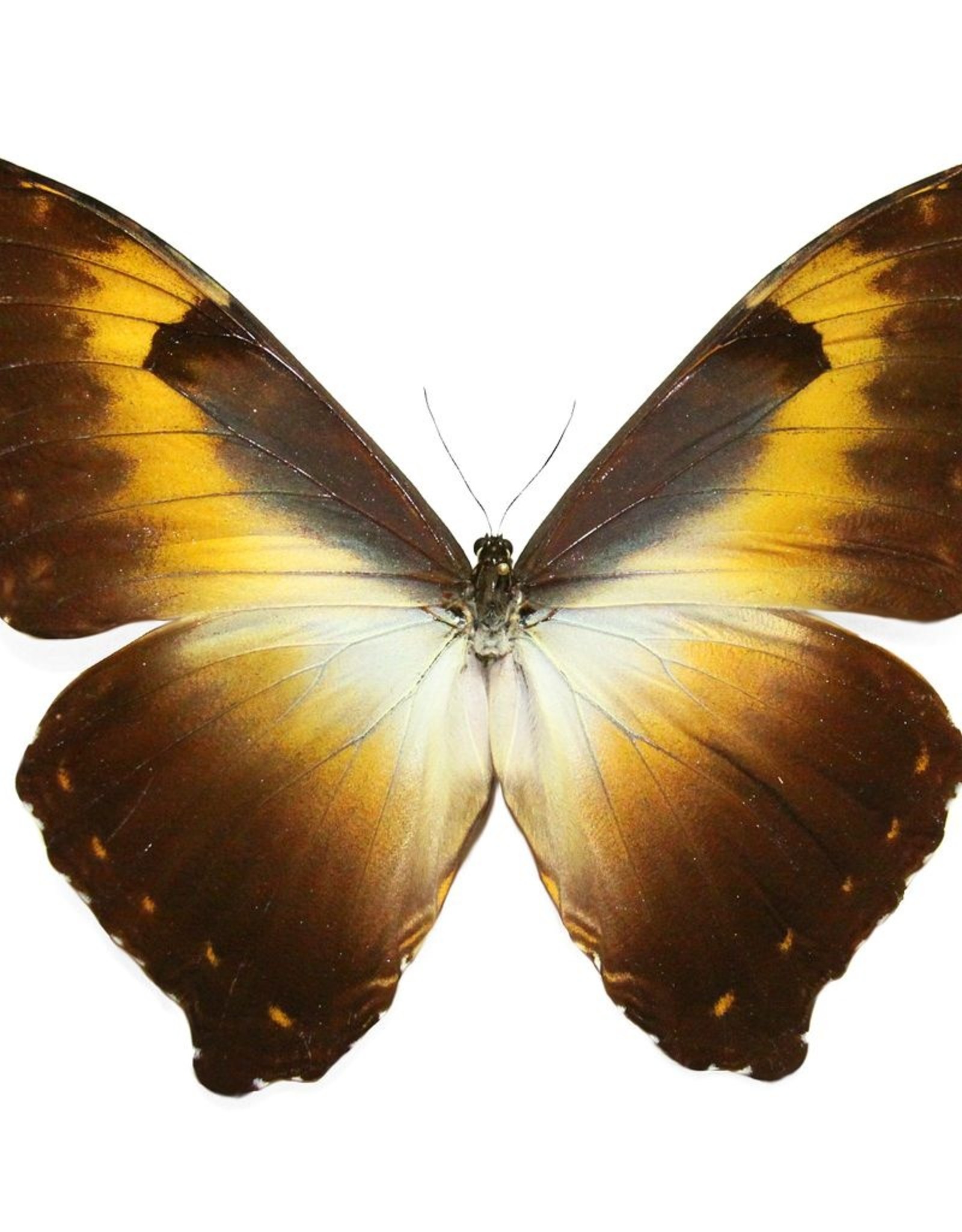 Morpho cisseis phadena - orange form M A1 Upper Huallaga Valley, Peru