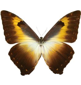 Morpho cisseis phadena - orange form M A1 Upper Huallaga Valley, Peru
