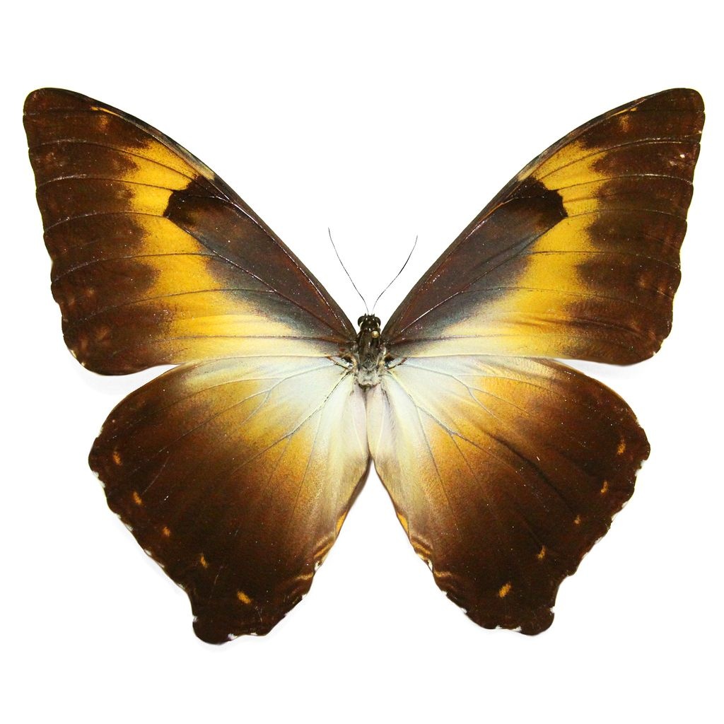 Morpho cisseis phadena - orange form M A1 Upper Huallaga