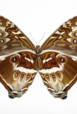 Morpho cisseis phadena - orange form M A1 Upper Huallaga Valley, Peru