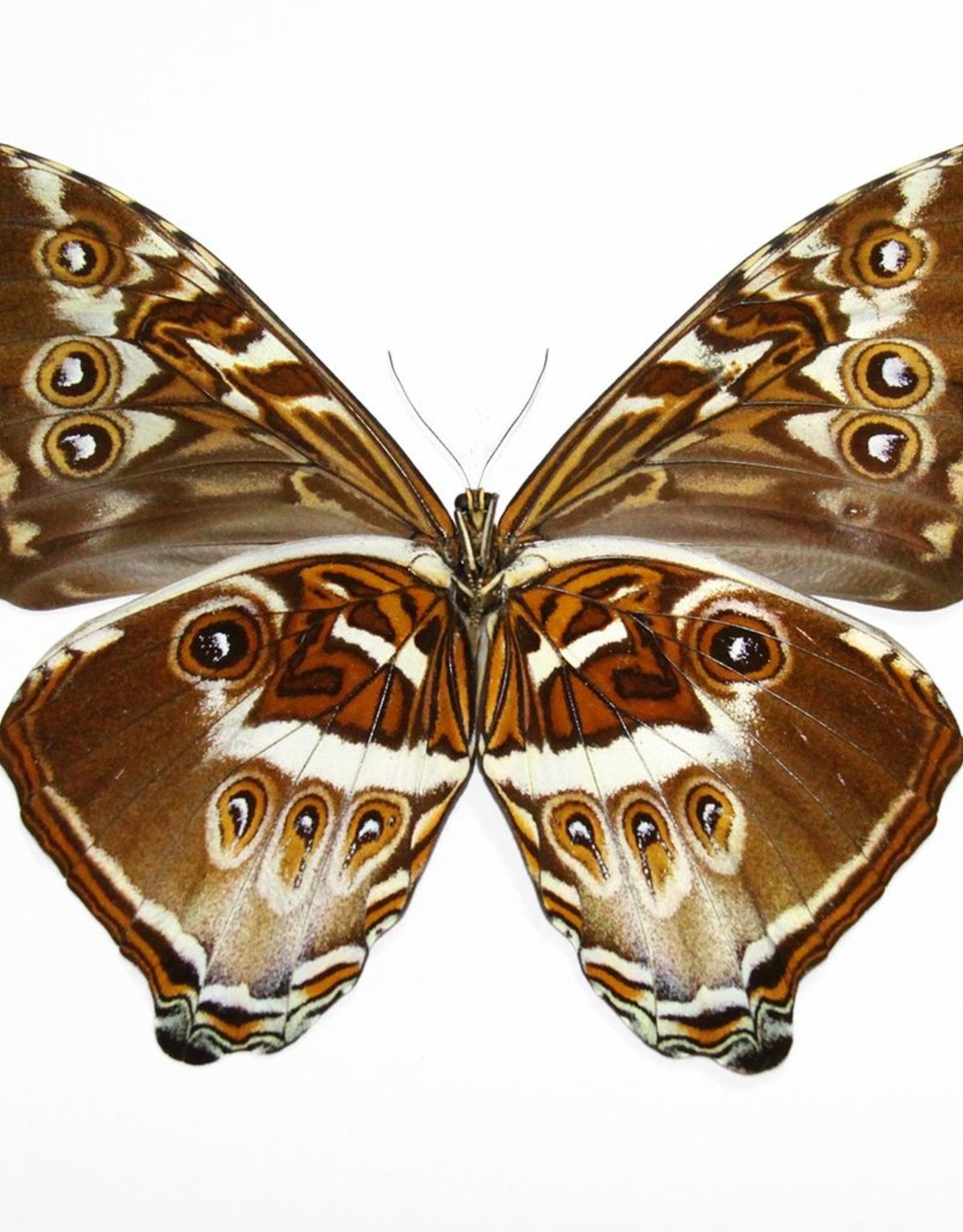 Morpho cisseis phadena - orange form M A1 Upper Huallaga Valley, Peru