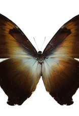 Morpho cisseis phadena - orange form M A1 Upper Huallaga Valley, Peru