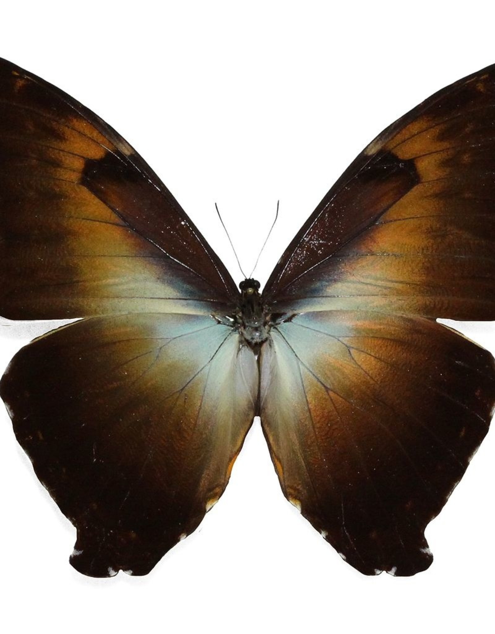 Morpho cisseis phadena - orange form M A1 Upper Huallaga Valley, Peru