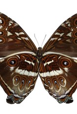 Morpho cisseis phadena - orange form M A1 Upper Huallaga Valley, Peru