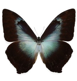 Morpho cisseis gahua - blue form M A1 Upper Huallaga Valley, Peru