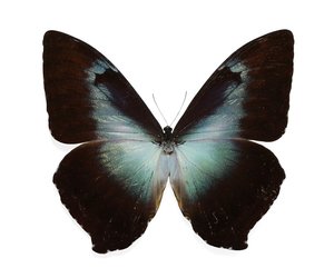 Morpho cisseis gahua - blue form M A1 Upper Huallaga Valley, Peru