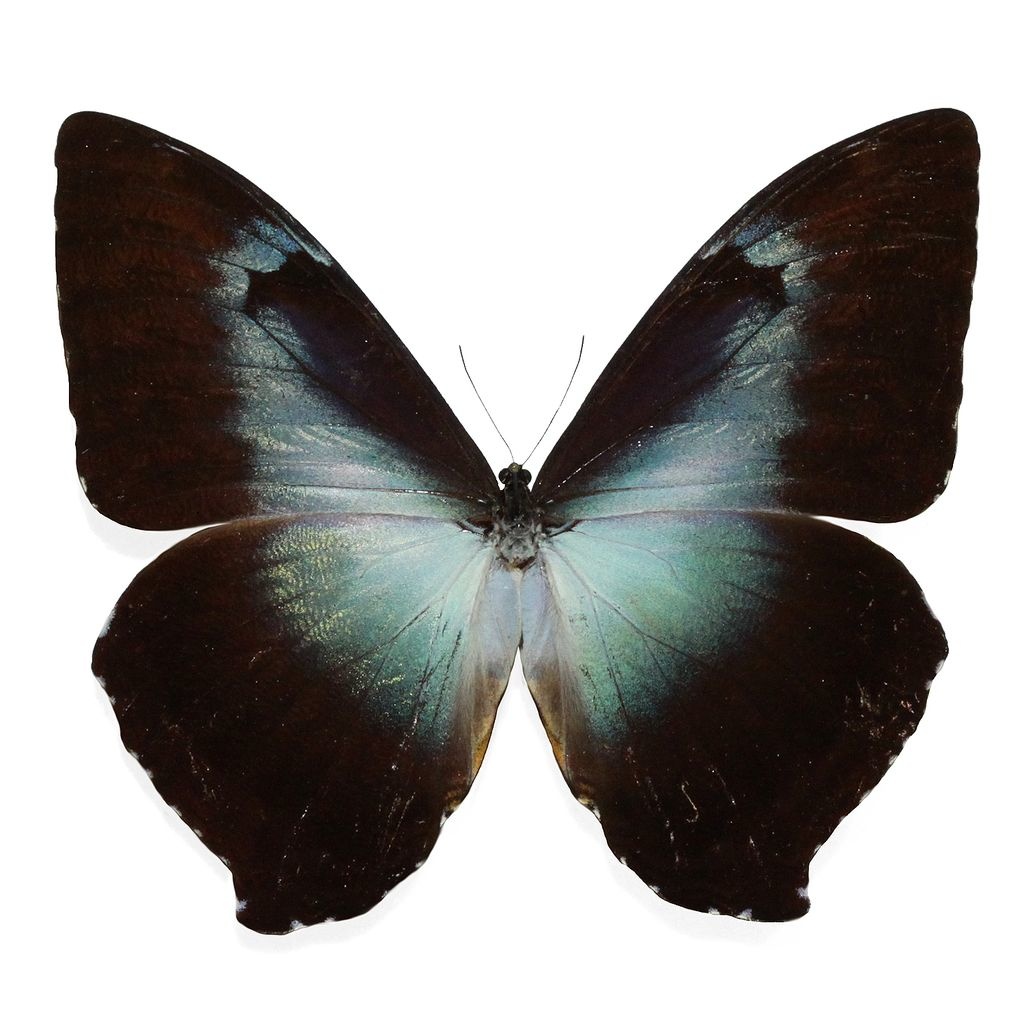 Peru Morpho teseus juturia 122mm Morpho godarti didius