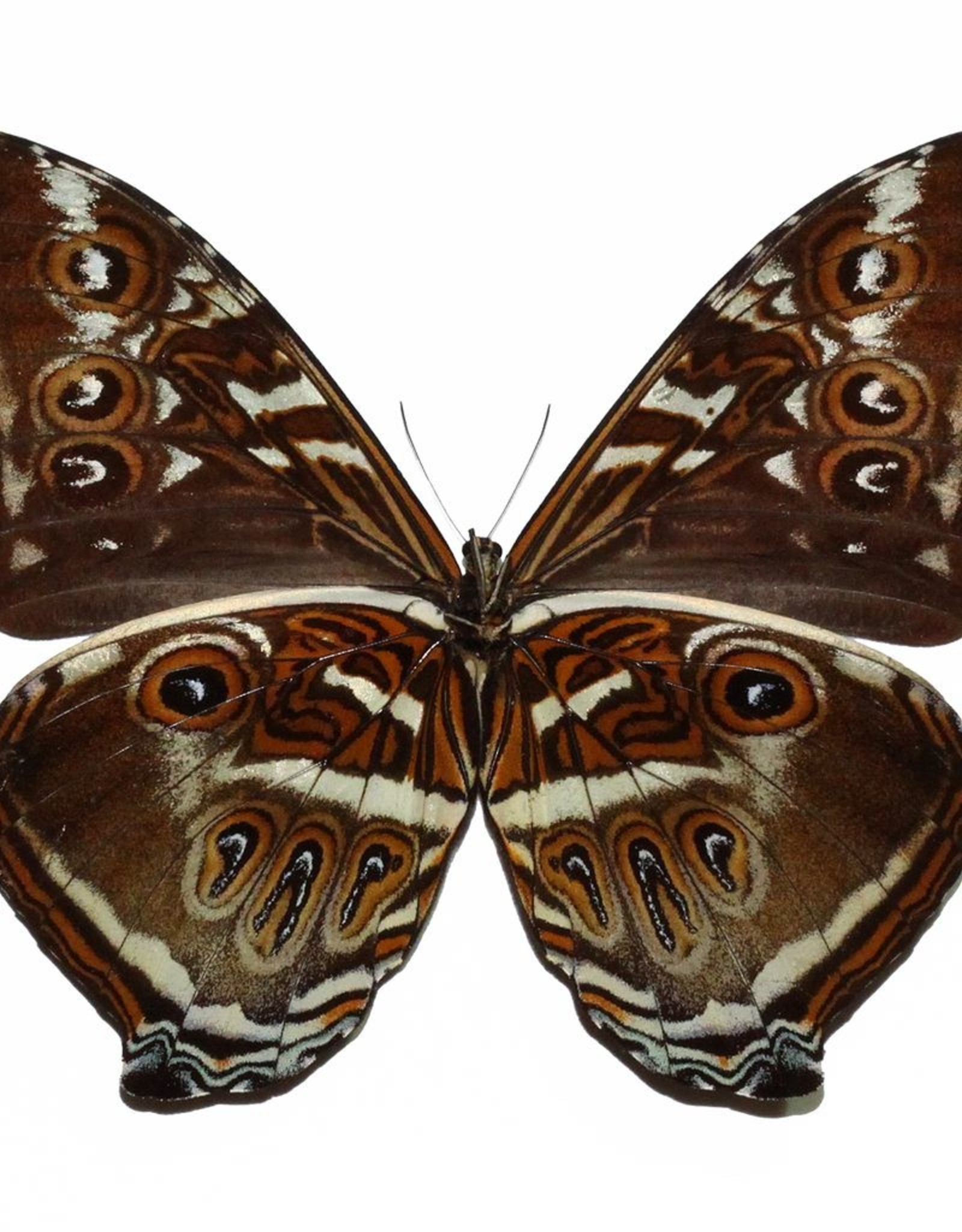 Morpho cisseis gahua - blue form M A1 Upper Huallaga Valley, Peru