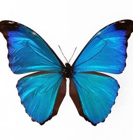 Morpho absoloni M A1 Peru