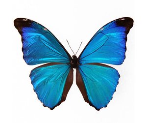 標本 Peru Morpho absoloni 120mm very big morpho-absoloni-m-a1-peru.jpg