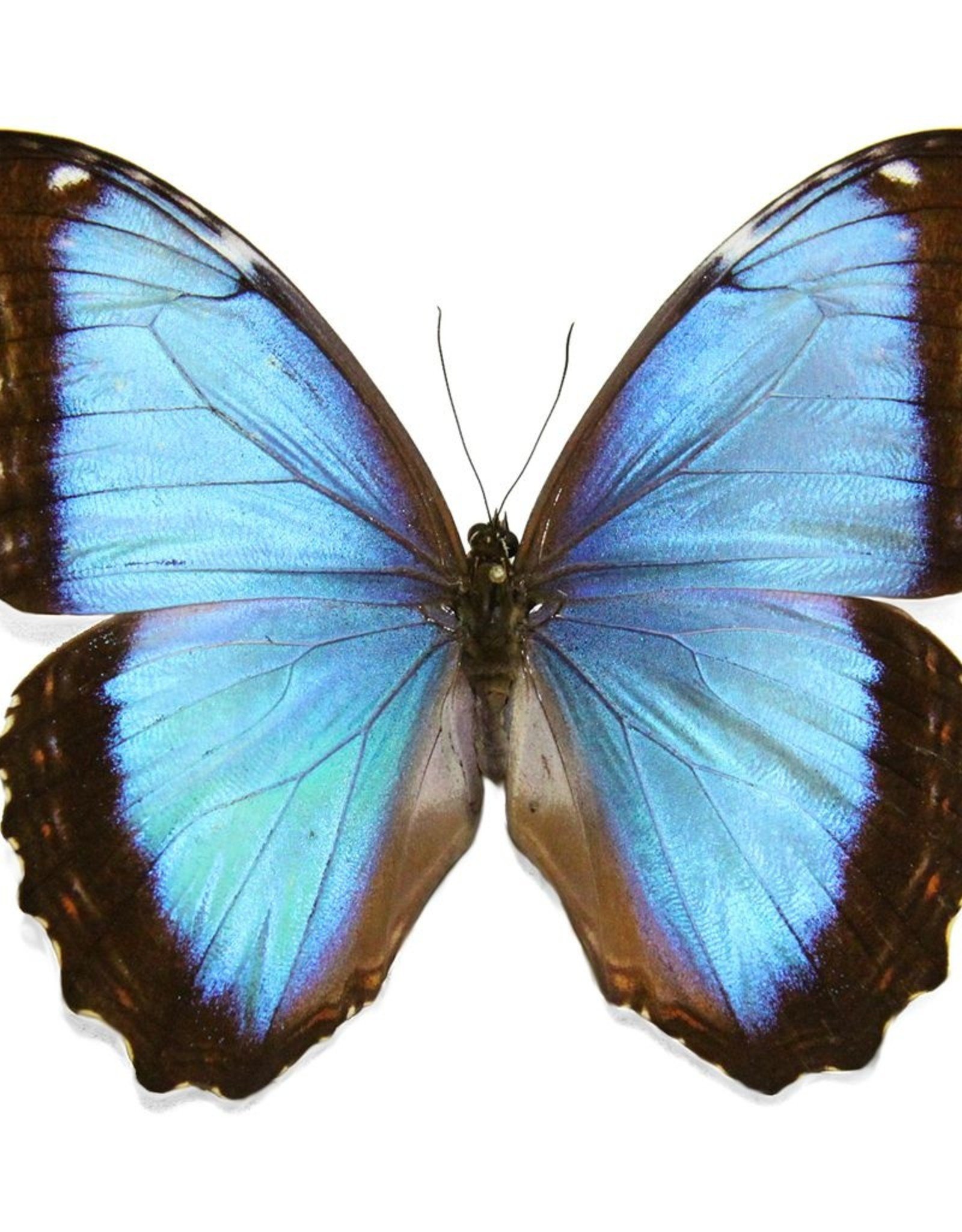 Morpho peleides limpida M A1 Costa Rica