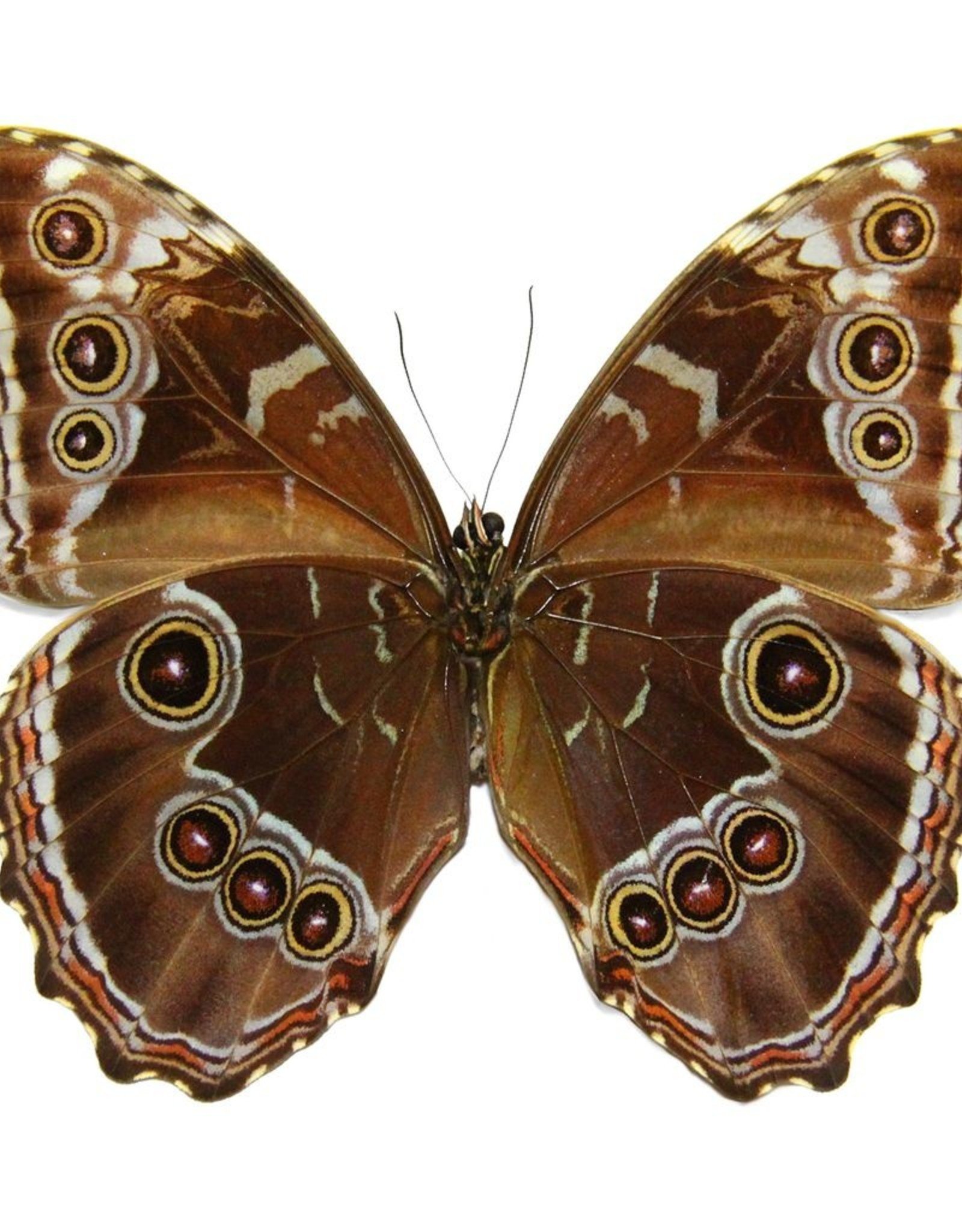 Morpho peleides limpida M A1 Costa Rica