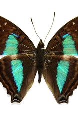 Doxocopa cherubina M A1 Huanuco, Peru