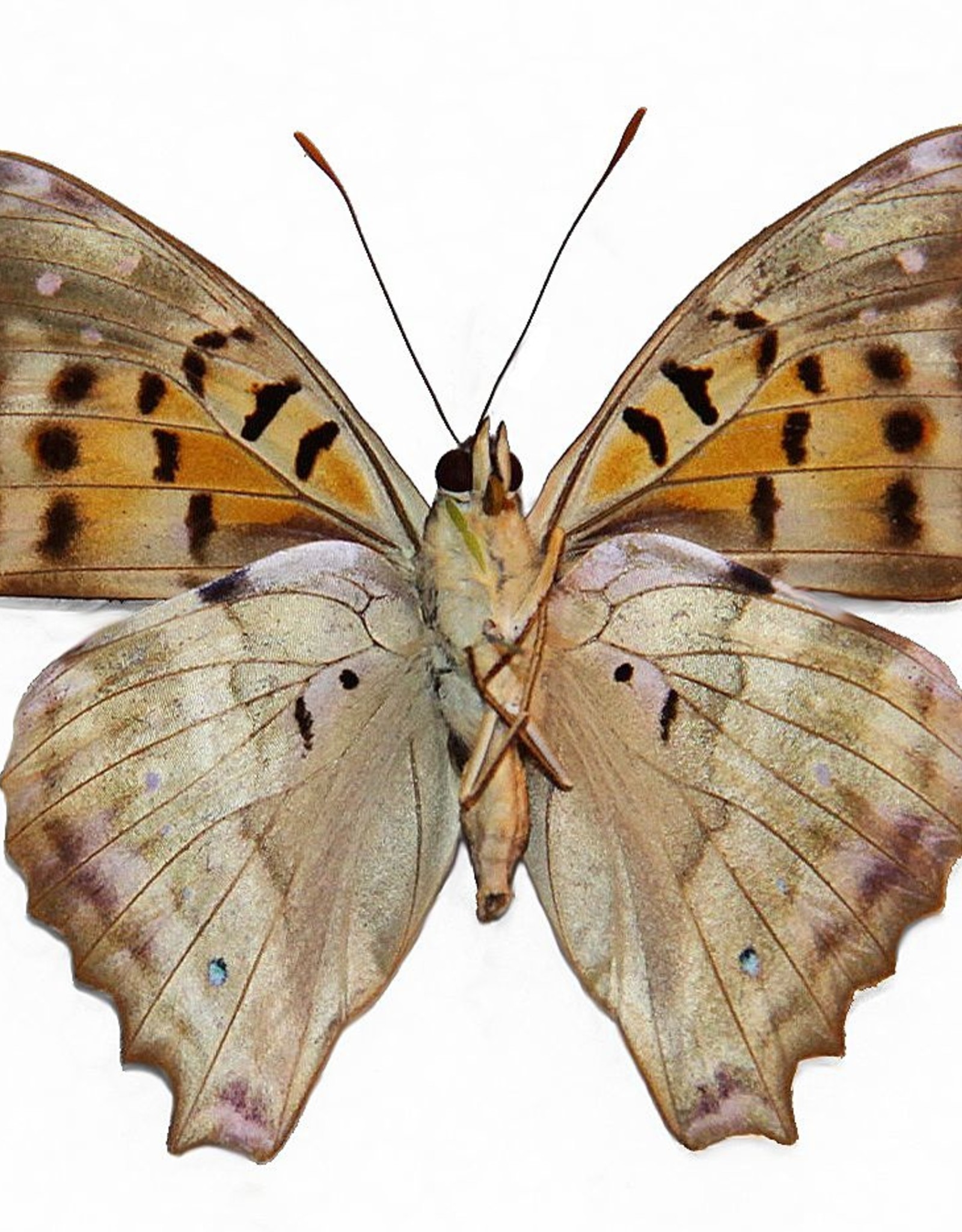 Doxocopa cherubina M A1 Huanuco, Peru