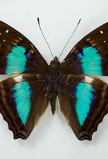 Doxocopa cherubina M A1 Huanuco, Peru
