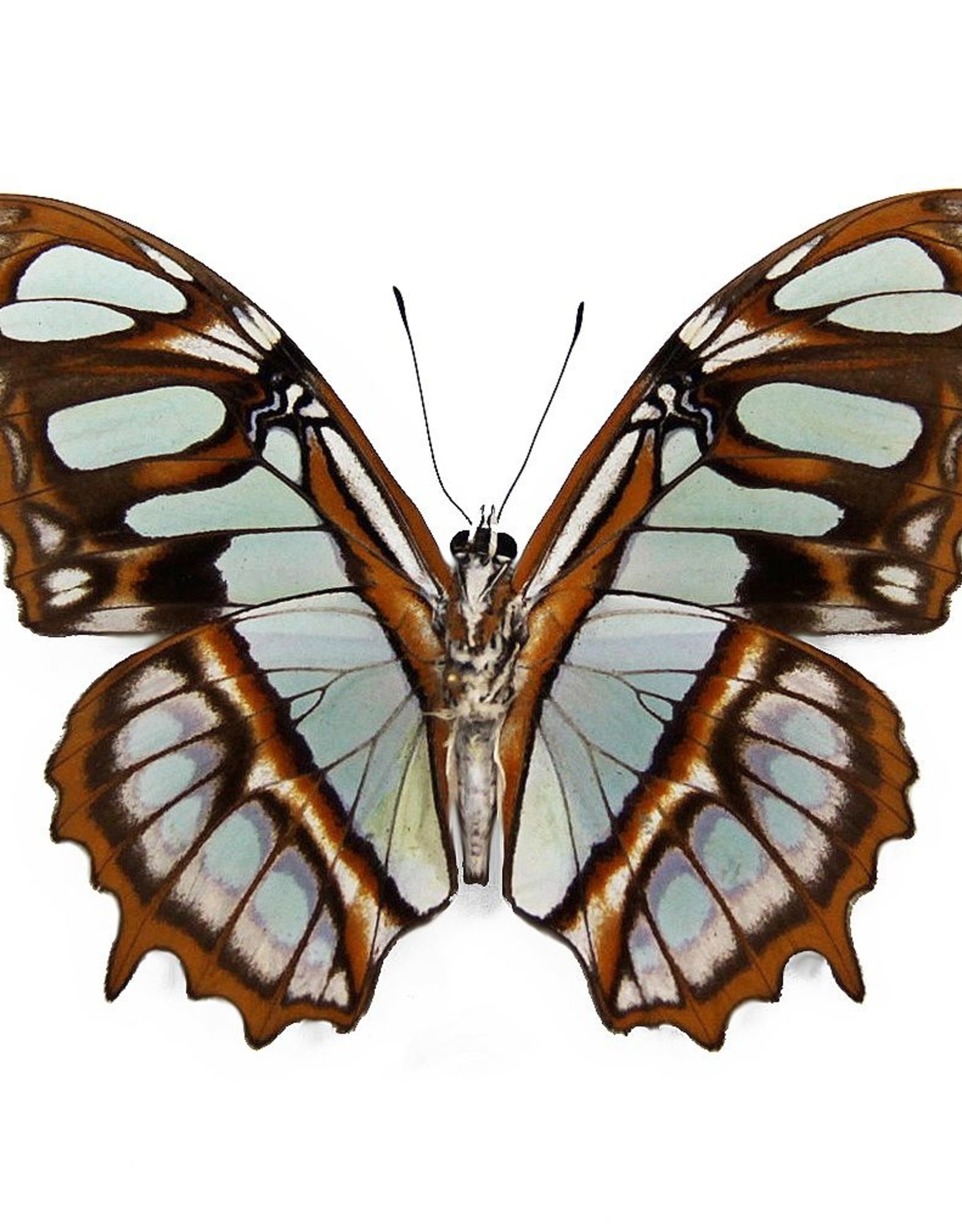 Siproeta (Victorina) stelenes M A1 Upper Huallaga Valley Peru