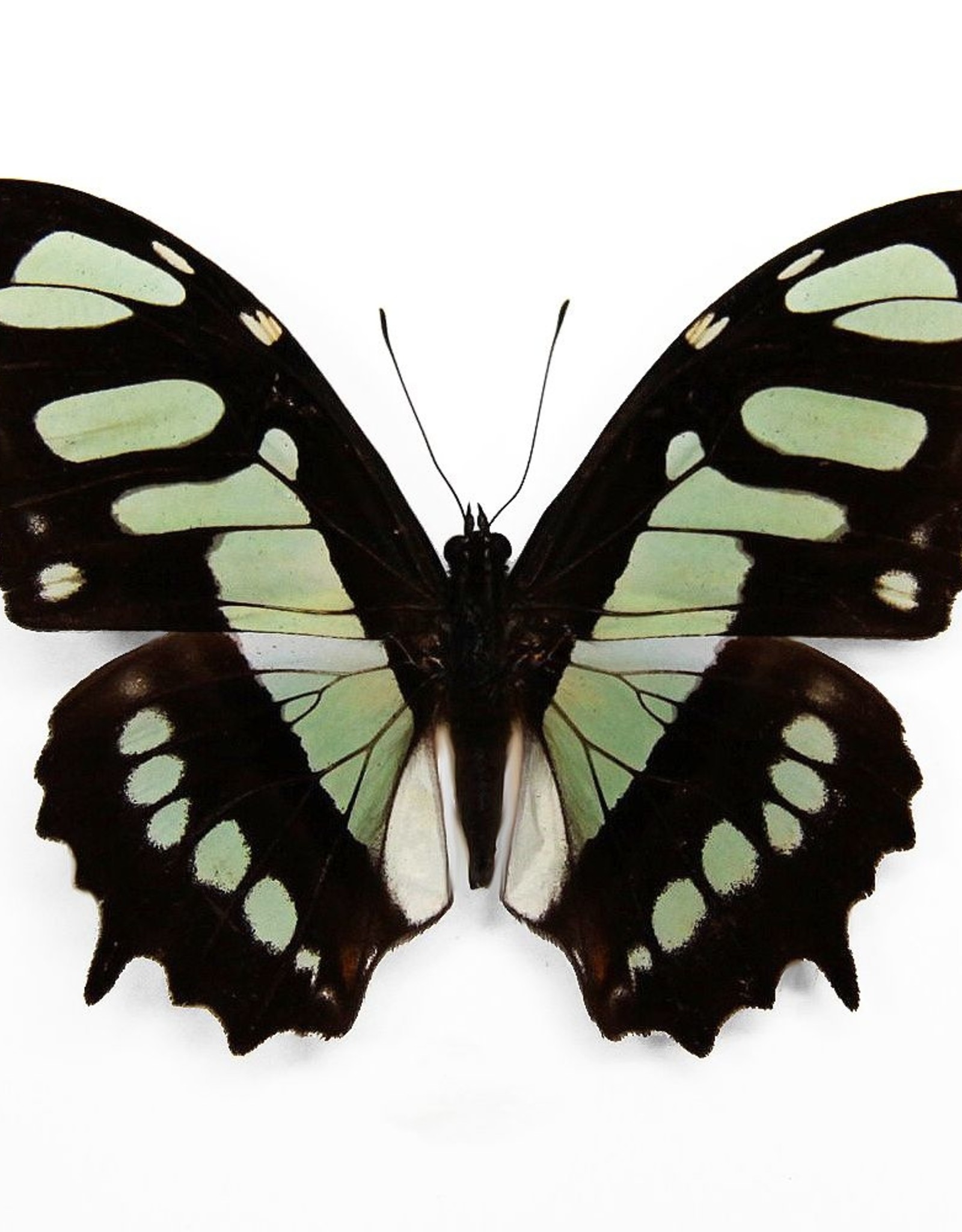 Siproeta (Victorina) stelenes M A1 Upper Huallaga Valley Peru