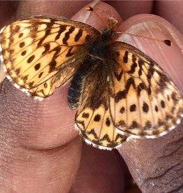 Boloria freija freija M A1 Canada