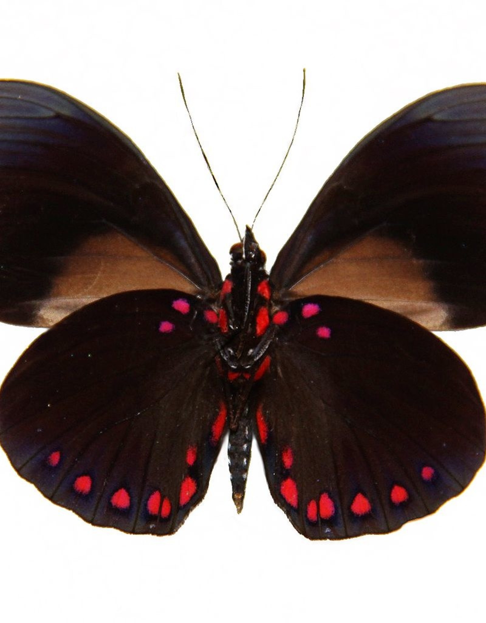 Hamadryas laodamia laodamia M A1 Peru Butterfly Art Inc.