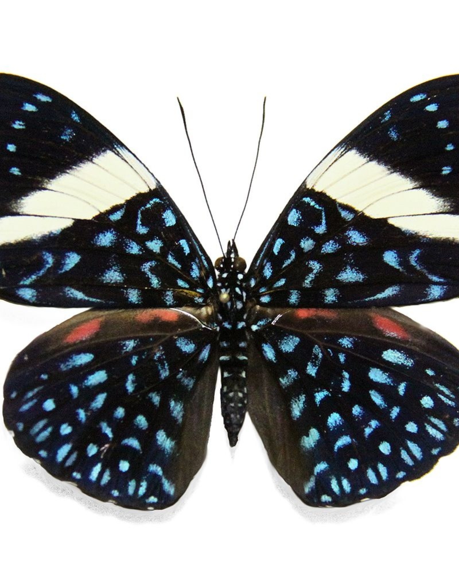 Hamadryas laodamia laodamia PAIR A1 Upper Huallaga Valley, Peru