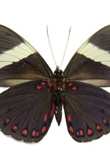 Hamadryas laodamia laodamia PAIR A1 Upper Huallaga Valley, Peru