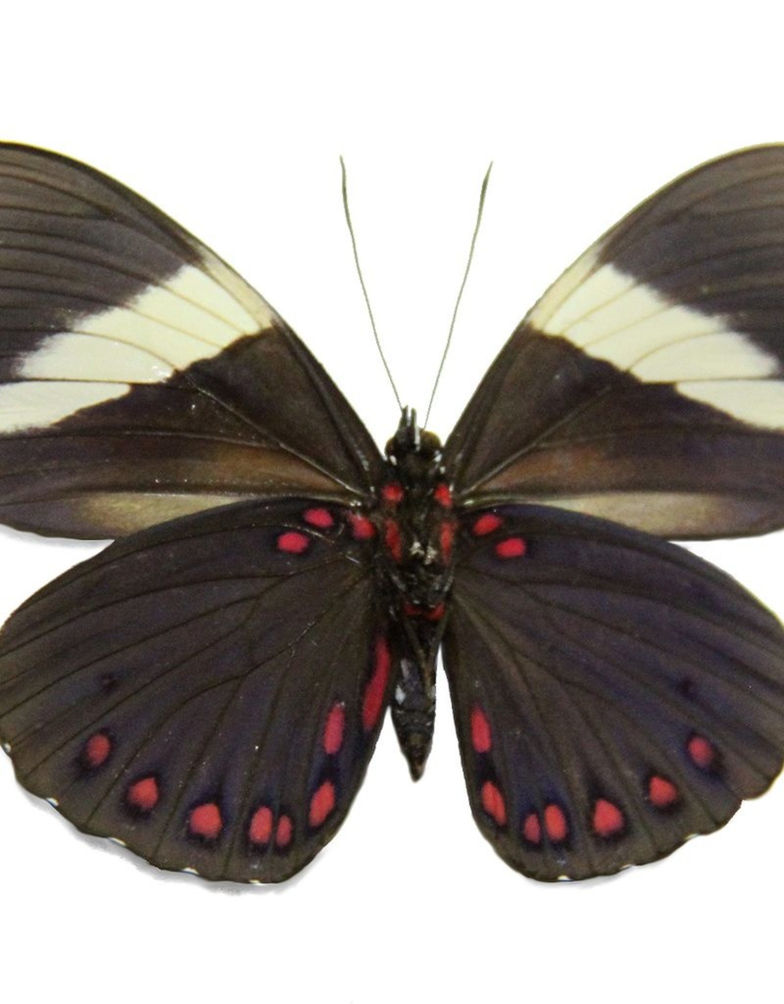 Hamadryas laodamia laodamia PAIR A1 Upper Huallaga Valley, Peru